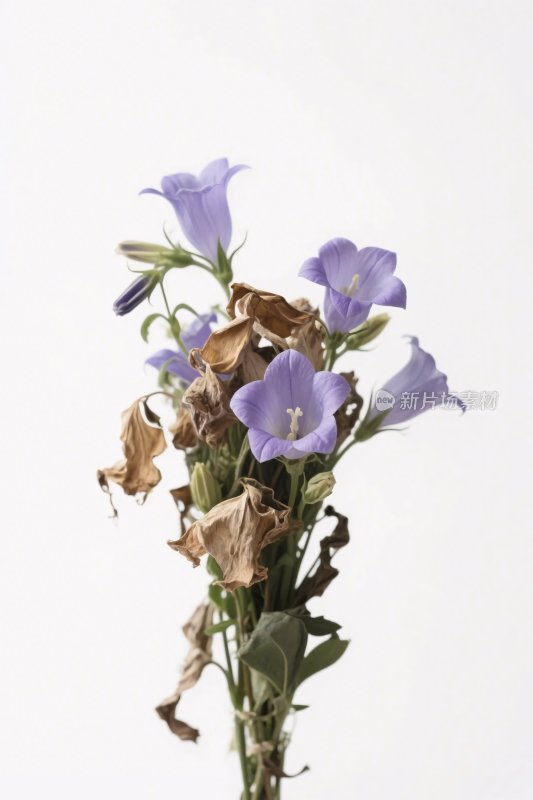 紫色风铃草花束