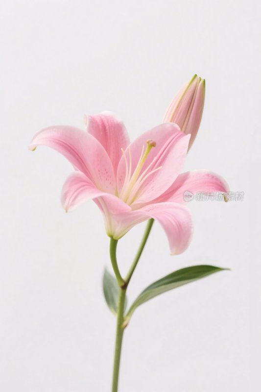 粉色百合花插画