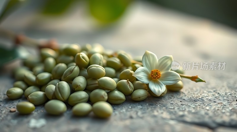 春日新绿豆香四溢白花点缀生机盎然