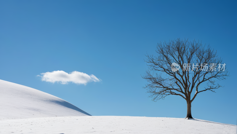 雪中的一棵树高清风景图片