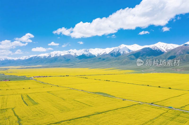 油菜花田雪山风景图