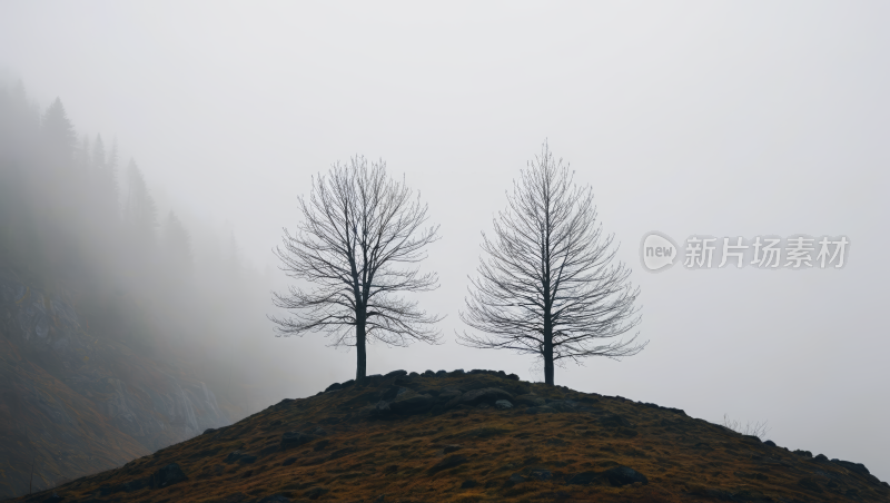 雾中山上的两棵树高清风景图片