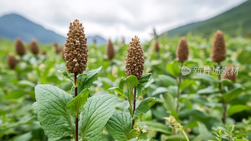 长穗桑长穗桑高山桑叶