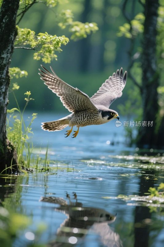 鹰掠过水面森林间