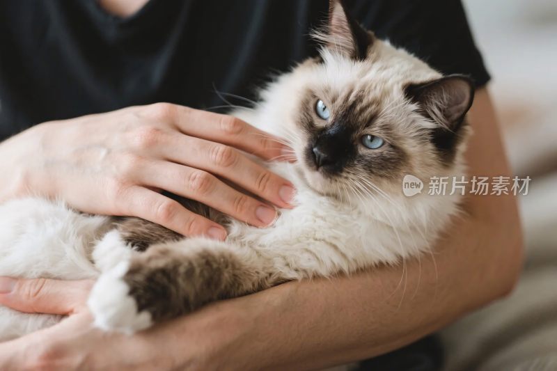 人手抱暹罗猫