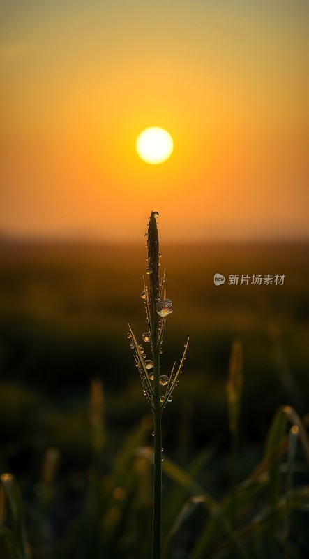 晨曦中的露珠与阳光