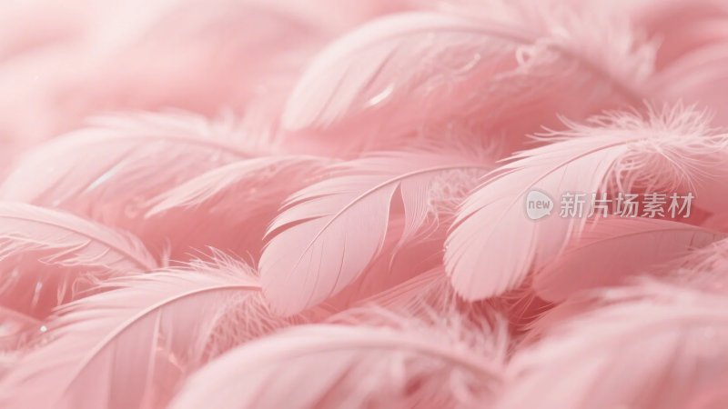 粉色羽毛特写画面
