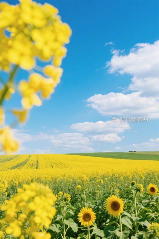田园风光向日葵油菜花