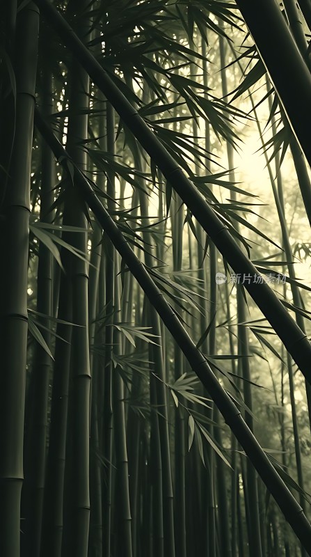 竹影斑驳阳光透过竹林洒下宁静而神秘