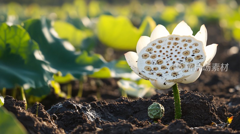 种植白莲