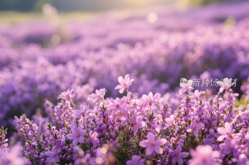 紫色花海风景