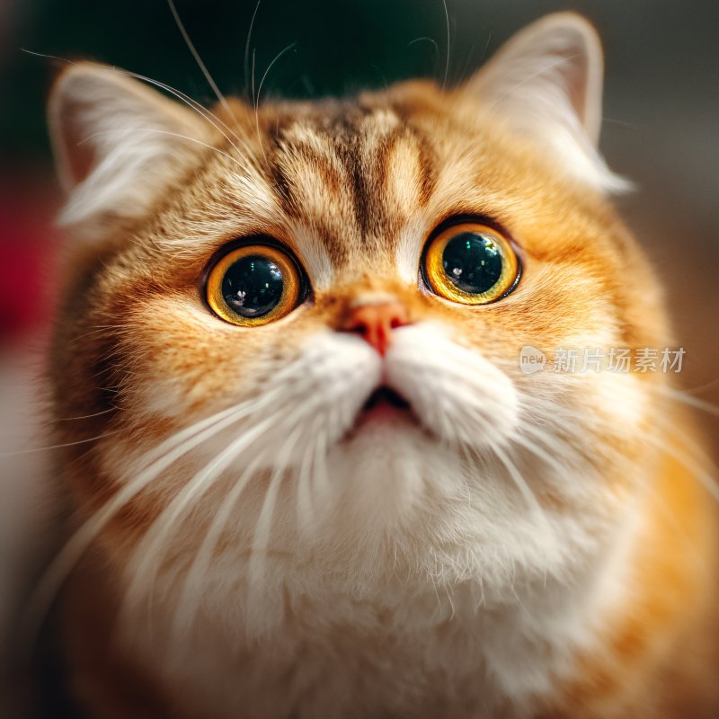 瞪大眼睛的可爱猫咪