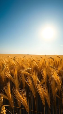 金色麦浪阳光下的丰收景象