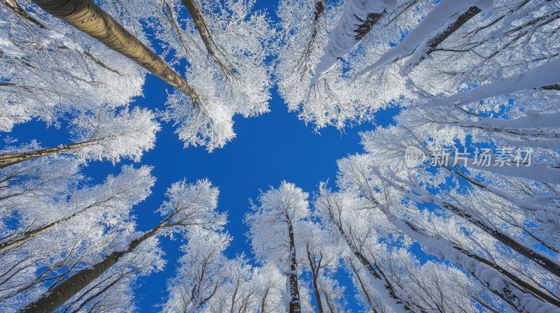 冬天树林冬季风景冬日雪景风光