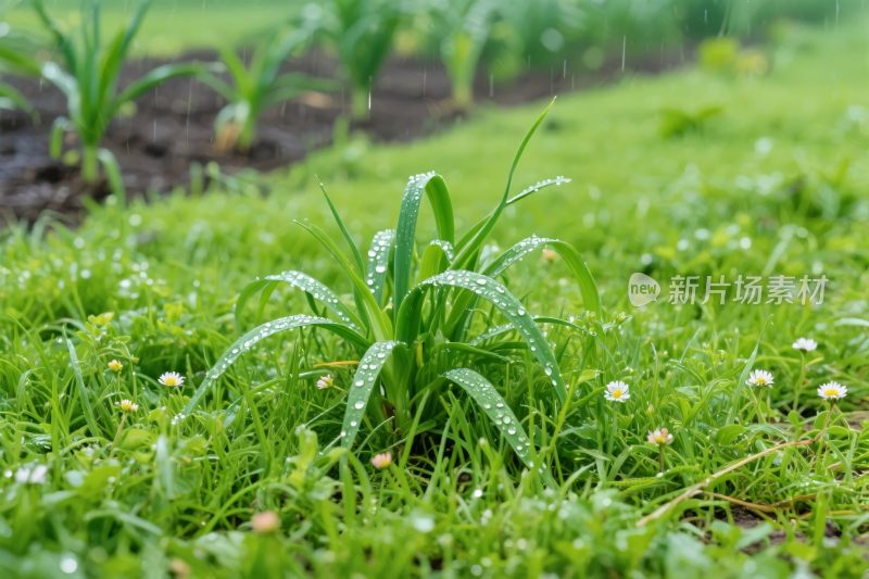 雨中绿草地