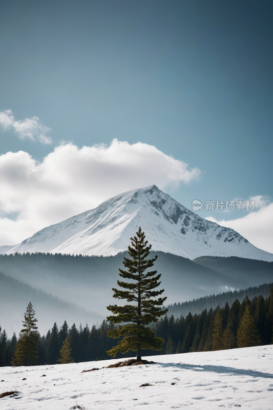 雪山一棵孤树高清风景图片