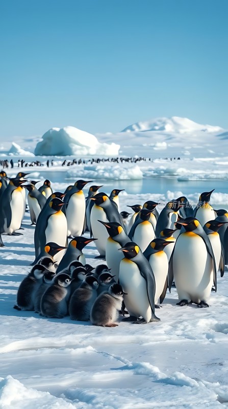 南极企鹅群聚雪地