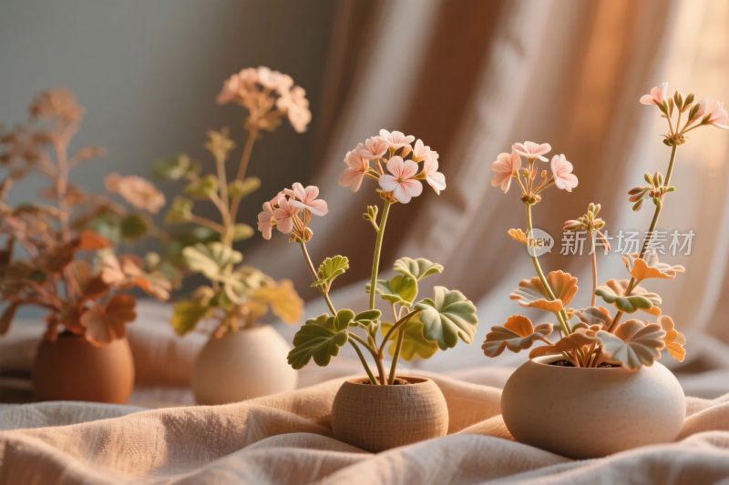 花盆植物静物布置