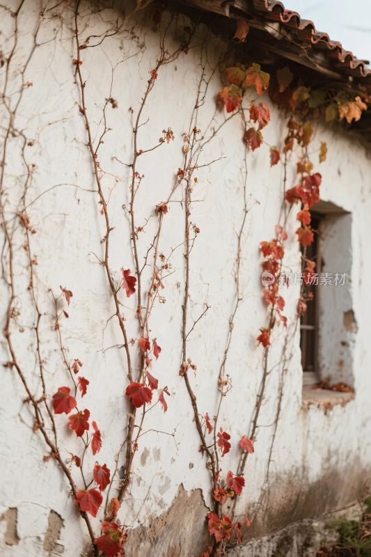 墙面藤蔓与旧窗