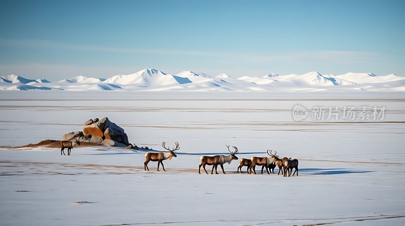雪原上的麋鹿群