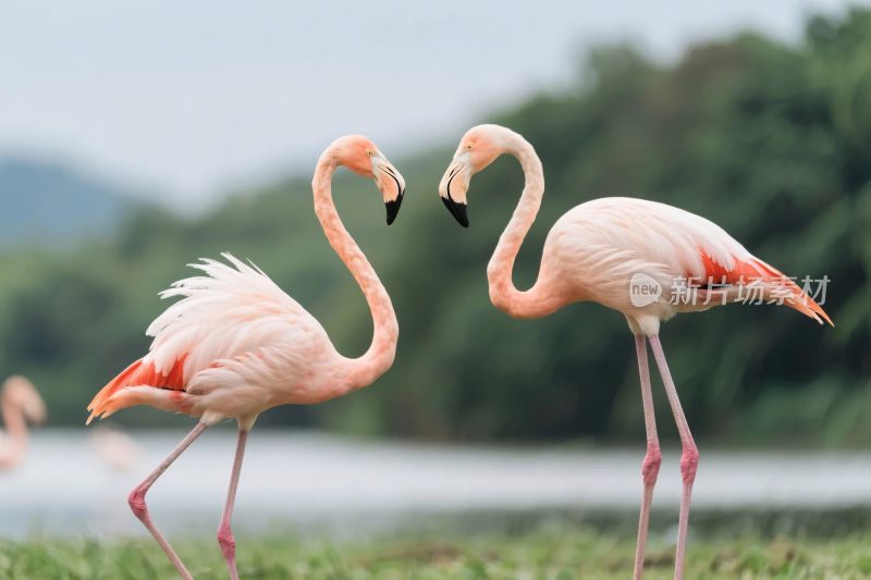 火烈鸟自然风景摄影图