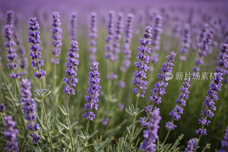 紫色天空的田野里盛开着薰衣草花高清图片