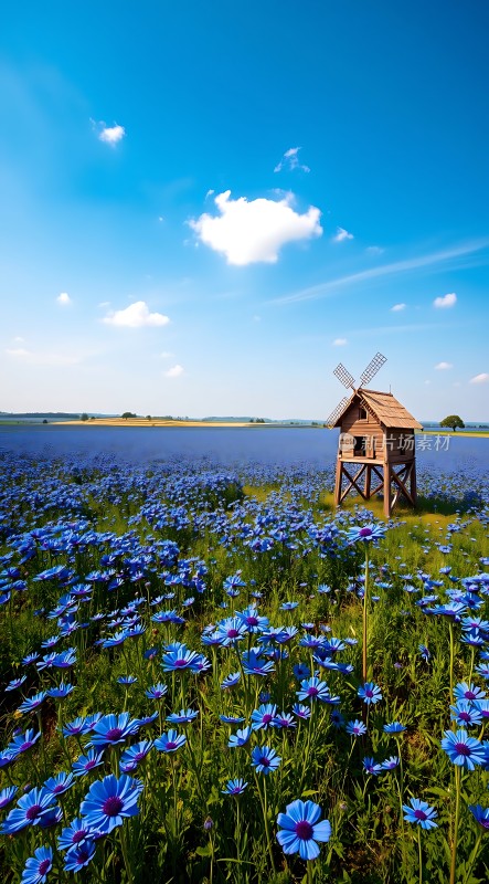 蓝天下的蓝色花海与风车小屋