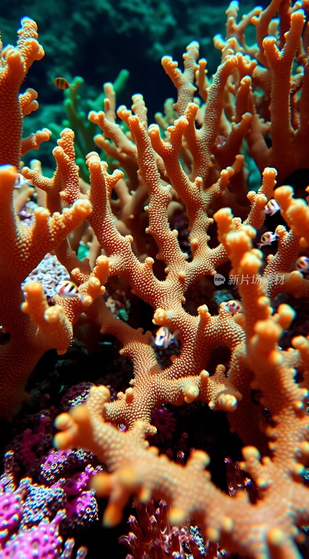 珊瑚丛中隐秘的小鱼