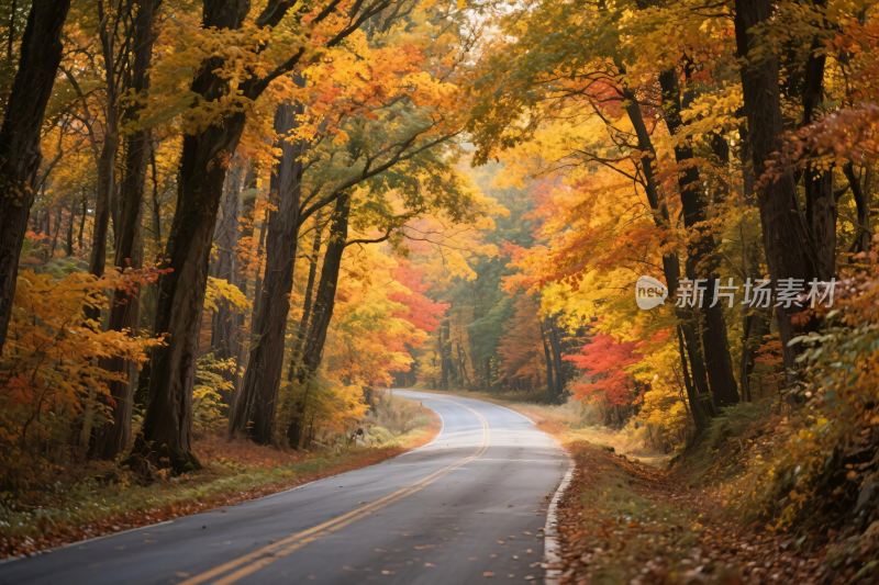 秋日林间蜿蜒公路美景