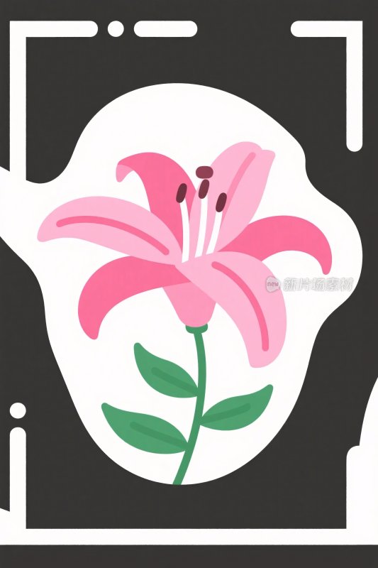 粉色百合花插画
