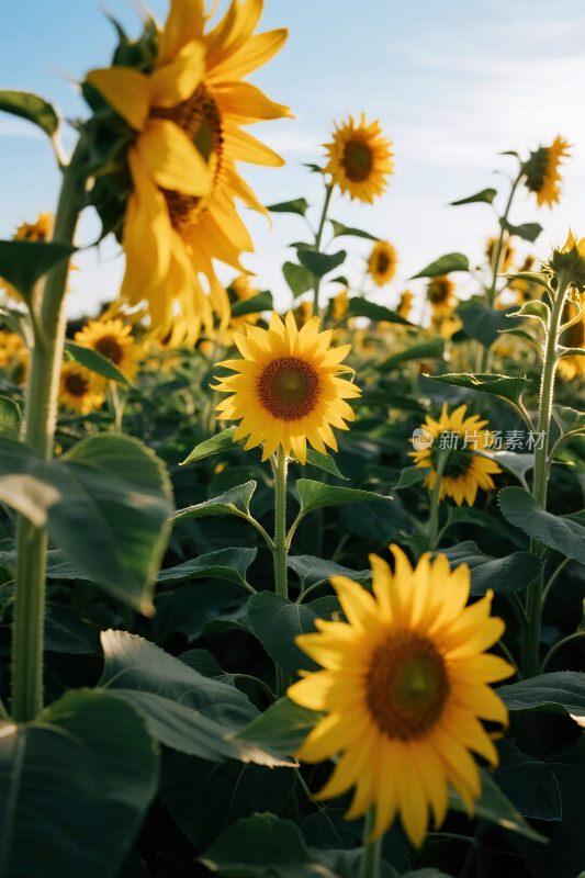 向日葵田园风景