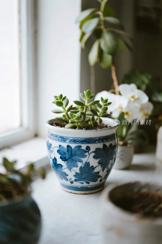 室内花盆绿植布置