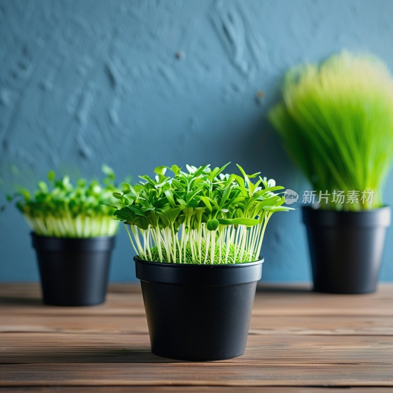 小麦草生长花盆