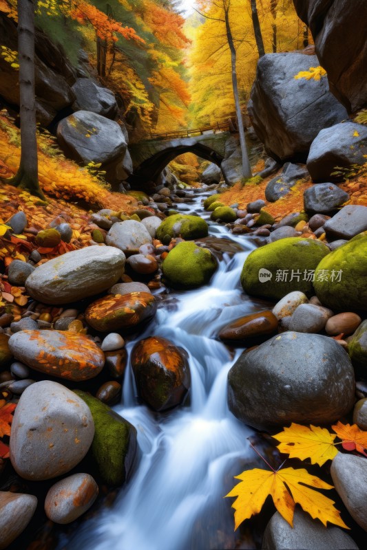 一条溪流穿过森林有岩石和树叶从那里可风景