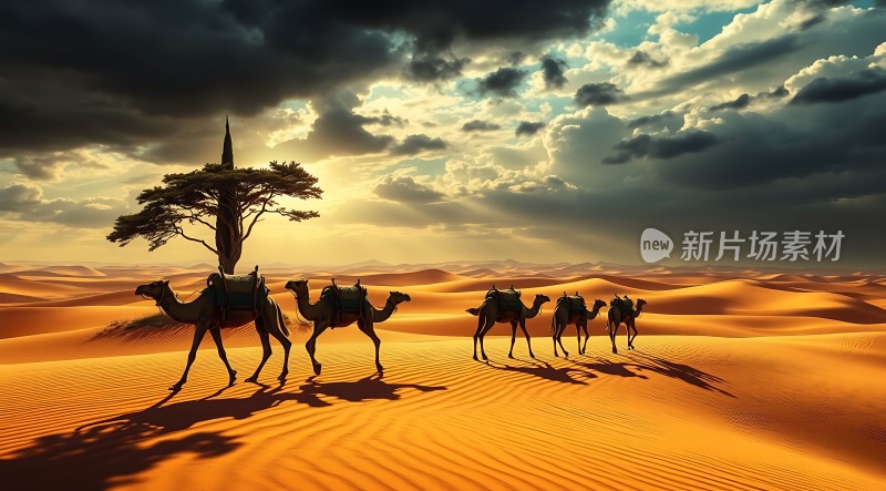 沙漠驼队