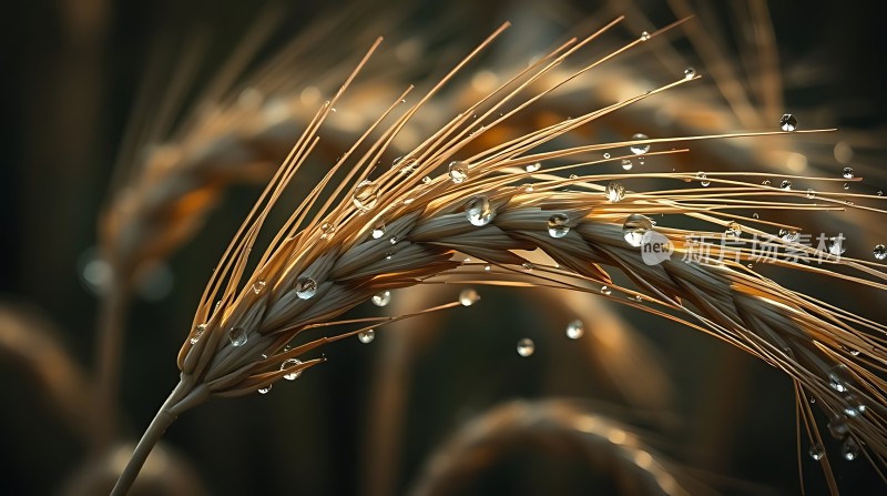 晨露滋润的金色麦穗