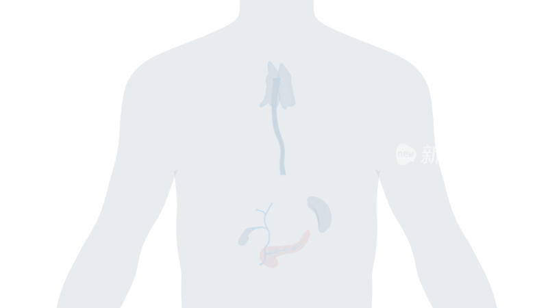 胰腺 胸腔胆囊胆管吞咽消化系统食管胆汁9
