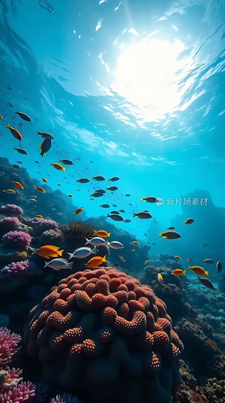 阳光下的海底世界