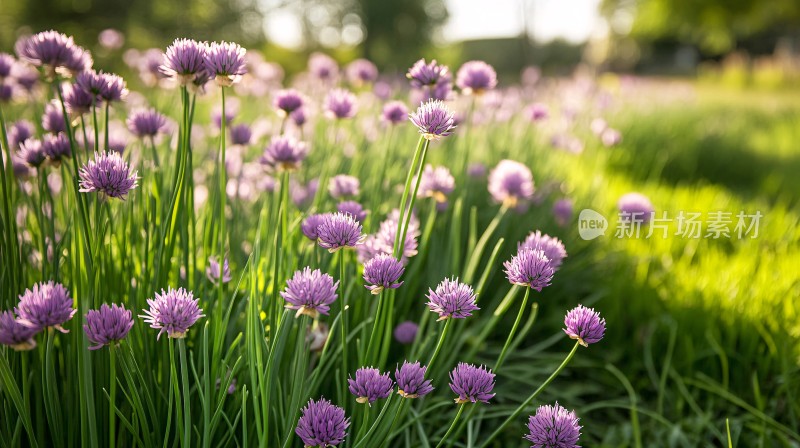 高清韭菜花