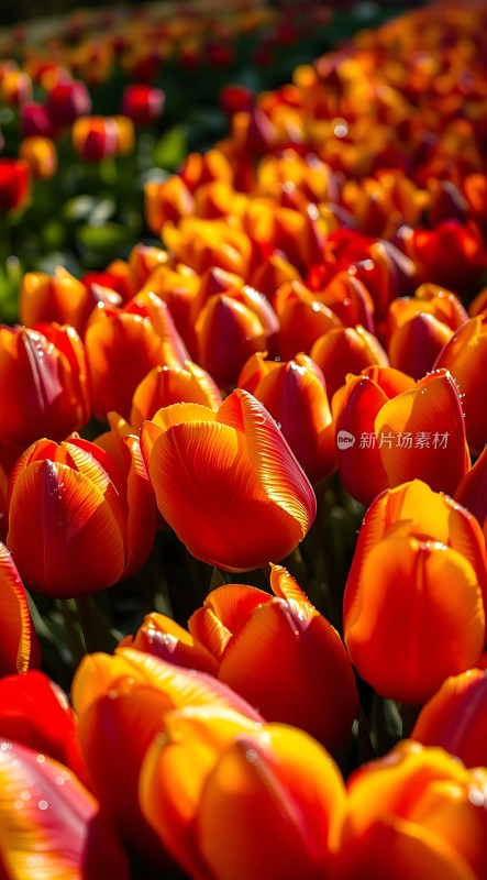 阳光下的多彩郁金香