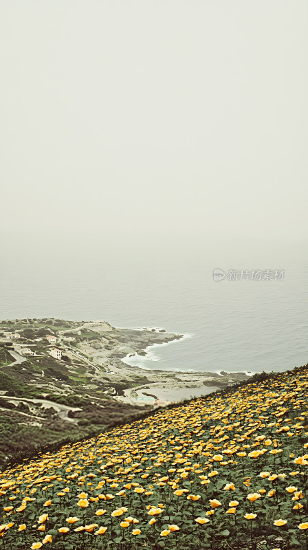 海岸线上鲜花美景