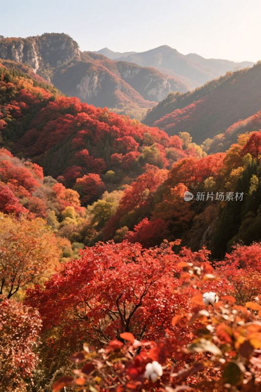 山林红叶美景图