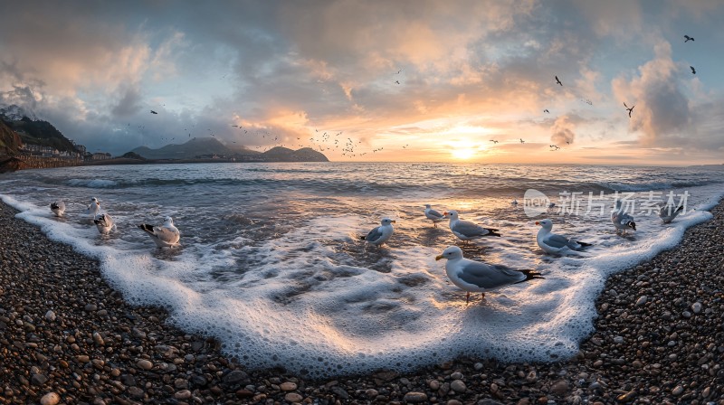 浪花泡沫海鸥