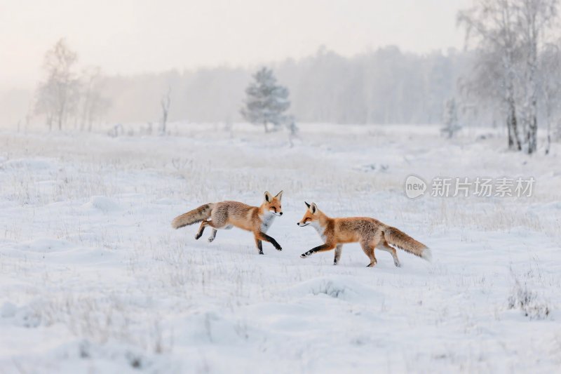 雪地中狐狸互动场景
