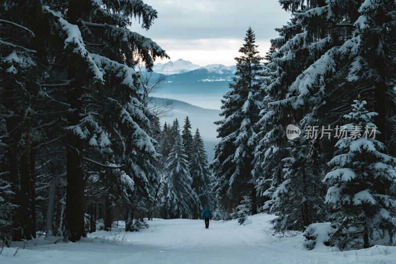 雪林冬日风景图