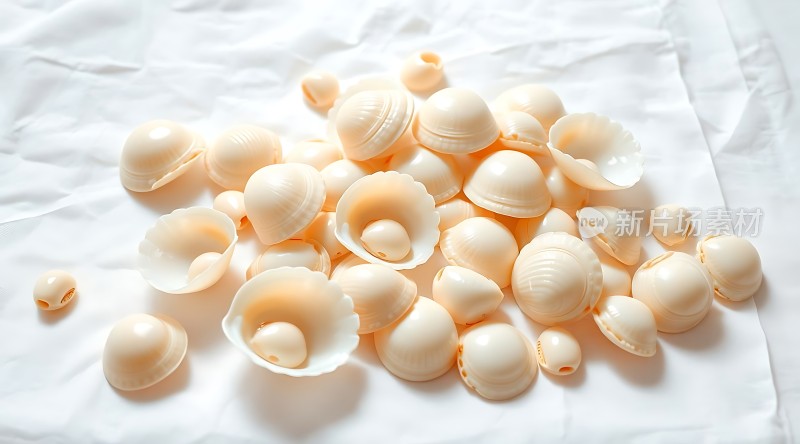 白色贝壳堆叠展现自然之美