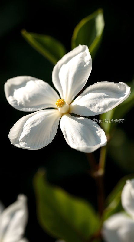 白色花朵绽放绿叶衬托阳光下的美丽瞬间