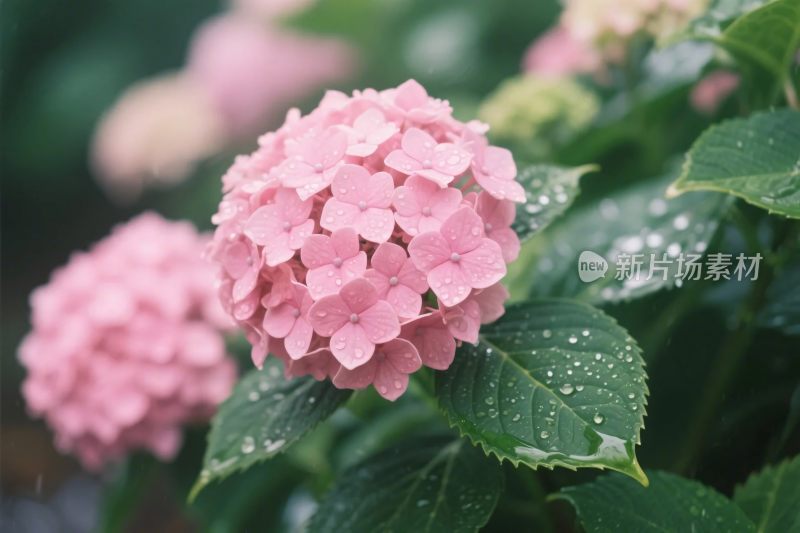 粉色绣球花与绿叶水珠