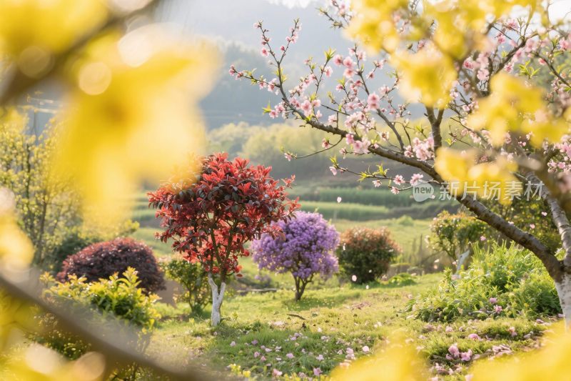 春日乡村花草美景