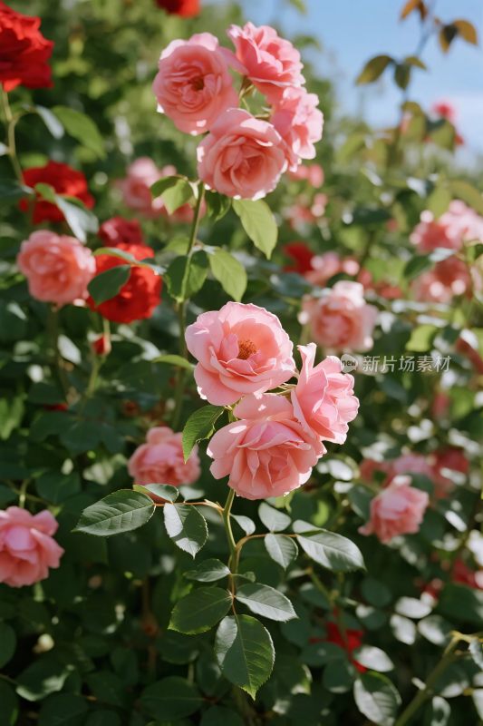 玫瑰花丛花卉景观